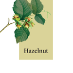 Bon Accord Hazelnut Syrup 1.5L